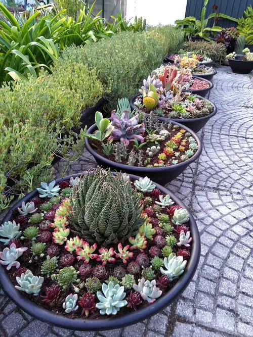 Front Yard Desert Landscaping Ideas
