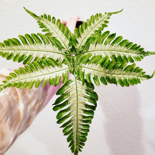 Ferns with Most Beautiful Fronds 9