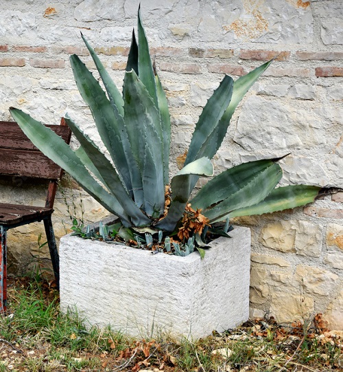 drought tolerant plants 1