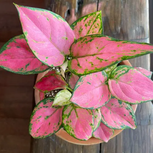 Types of Indoor Plants 33
