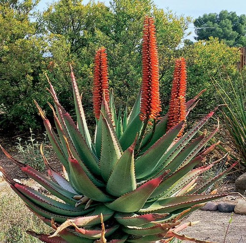 Plants That Can Withstand Drought 1
