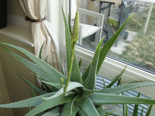 best vRare and Beautiful Flowers Grown in Indoor Plants