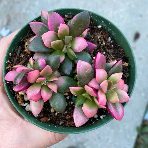 Pretty Pink Houseplants 42