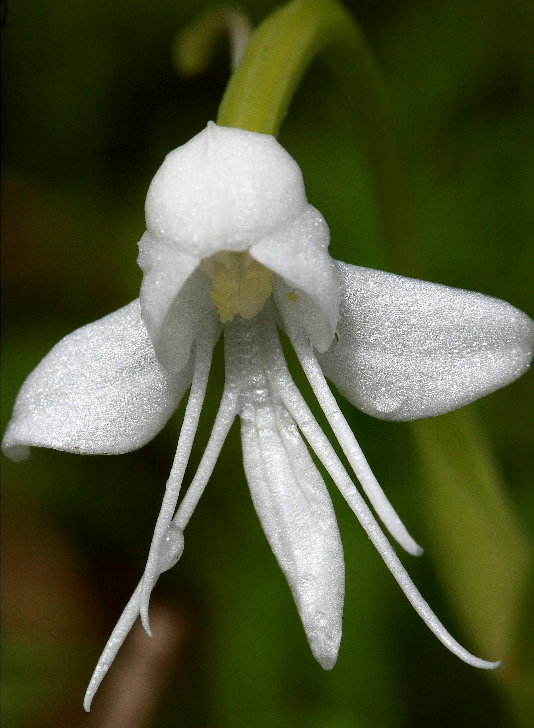 Amazing Plant Flowers That Remind You of Things