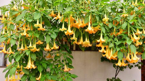 Most Deadly Plants That Are Capable of Killing People