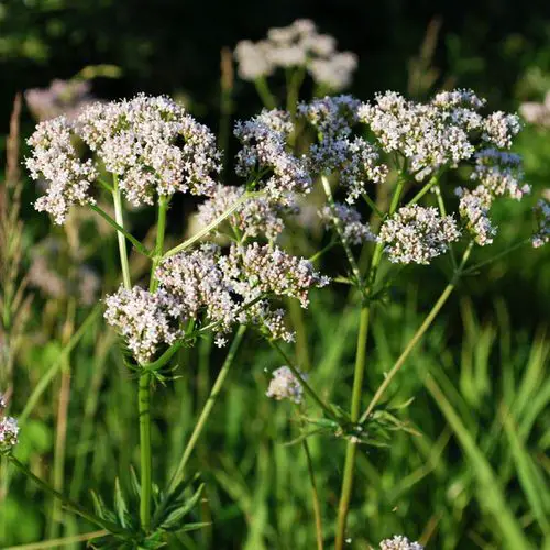 Herbs You Should Grow Side by Side