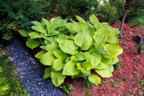 Are Hosta Shoots Edible