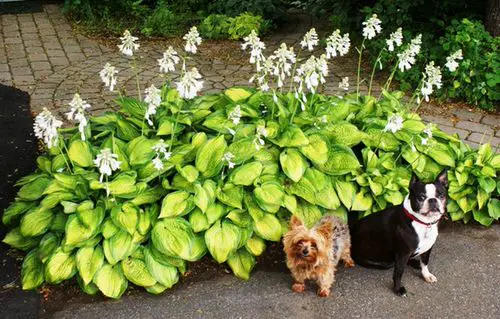  How to Grow Hostas for Eating 3