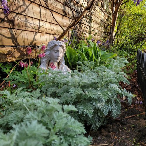 Plants That Can Survive a Drought 2