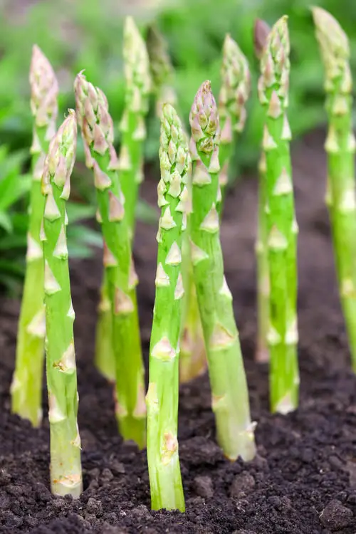 Perennial Vegetables You Can Plant Once and Enjoy for Years 3