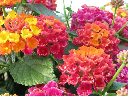 Types of Lantanas 5