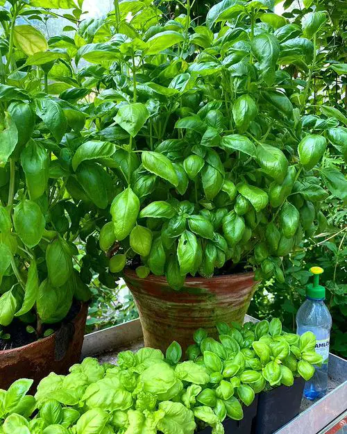 Best Companion Herbs 2