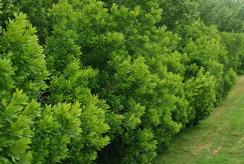 best Shrubs for Shade 6