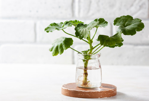 Most Common Mistakes While Propagating Plants from Cuttings 6