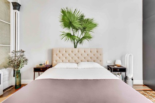Huge Livistona on the Bed Board