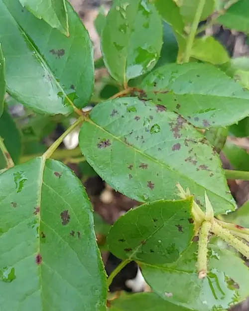 Black Spots on Roses