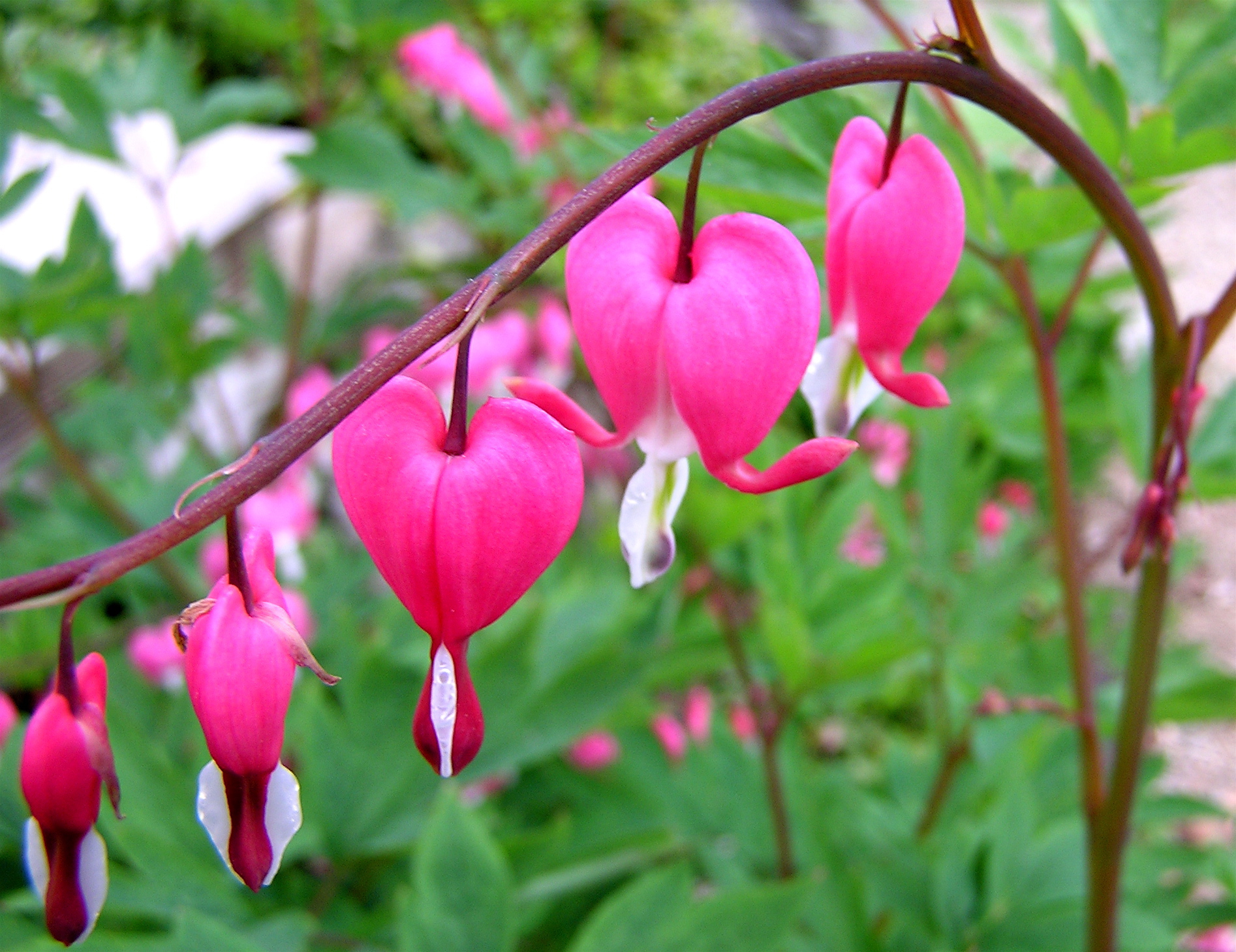 Plant Flowers That Remind You of Things