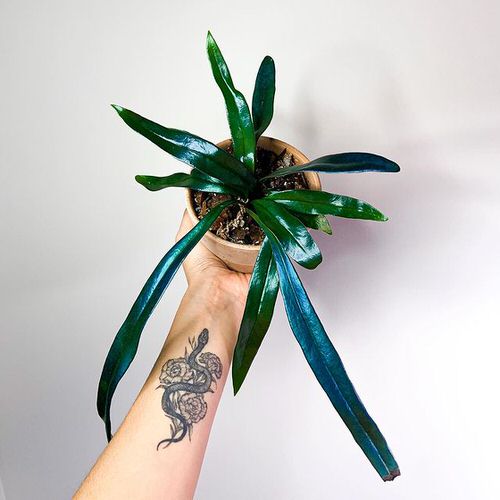 Types of Indoor Plants 30