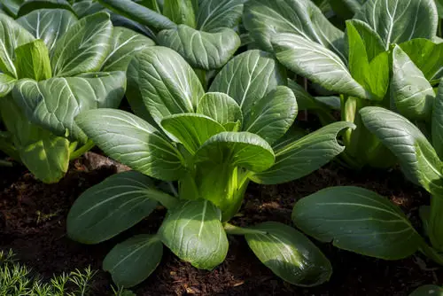 Amazing Curative Plants for a Tropical Edible Garden
