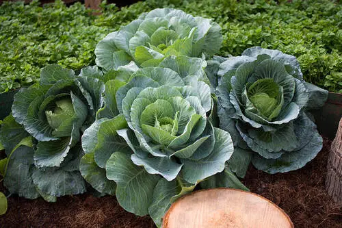 top Bad Companion Plants for Garlic