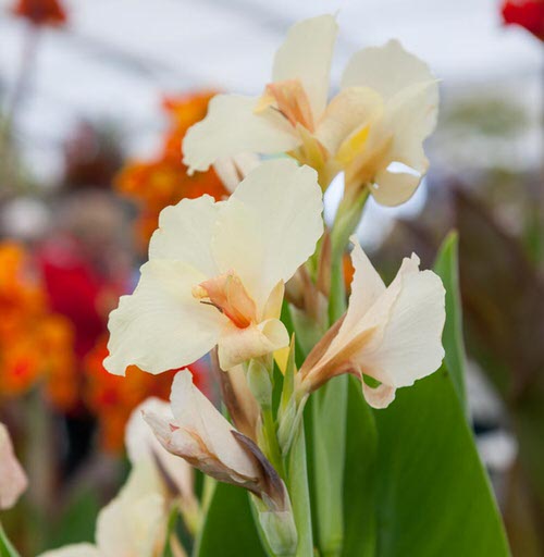 Best Types of Canna Lily Varieties  5