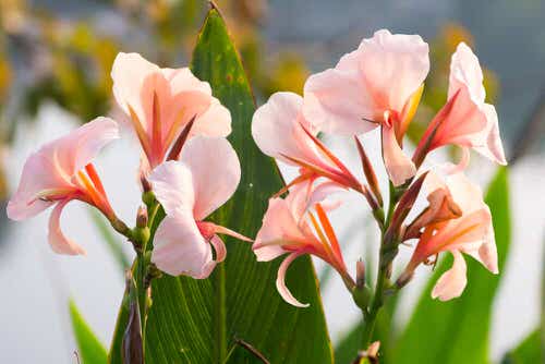 Best Cultivars of Canna Lily  6