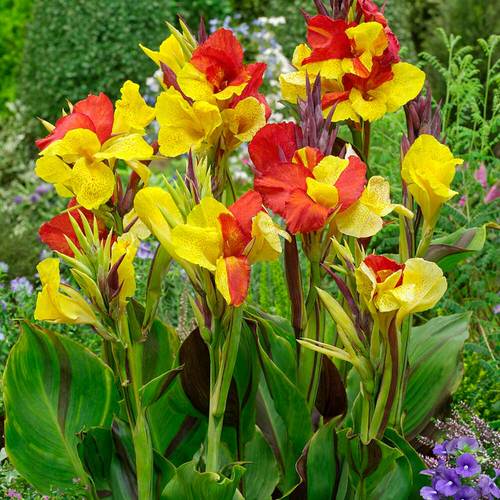 Best Types of Canna Lily Varieties  3