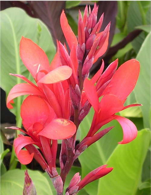 Best Cultivars of Canna Lily  20