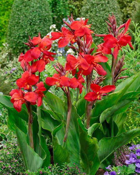 Best Cultivars of Canna Lily  8