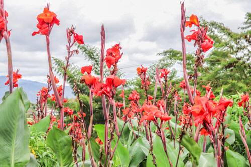 Best Cultivars of Canna Lily 16