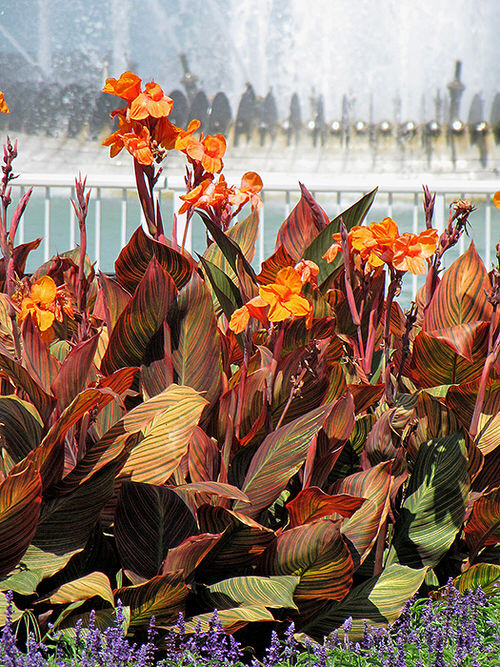 Best Types of Canna Lily Varieties  9