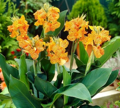 Best Types of Canna Lily Varieties  7