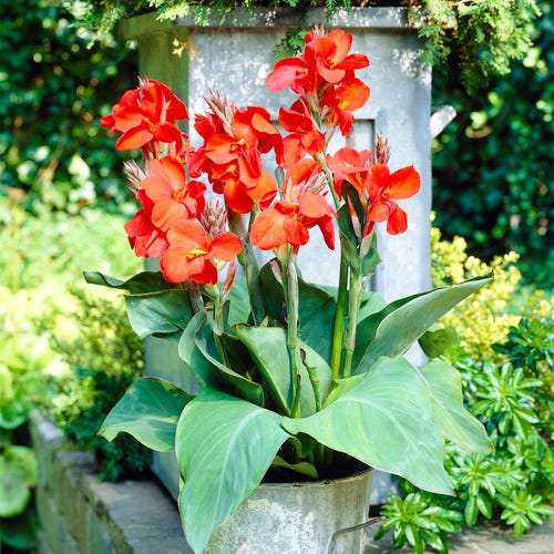 Best Cultivars of Canna Lily 14