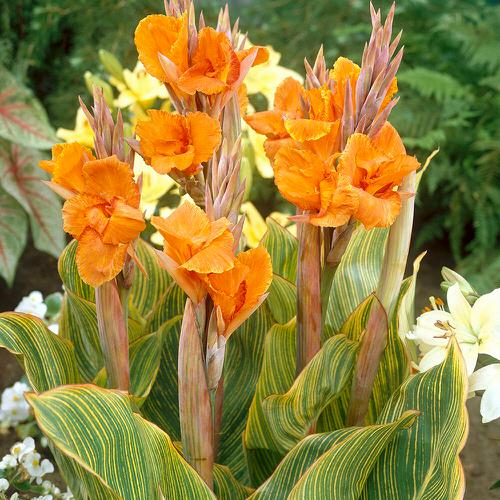 Best Types of Canna Lily Varieties  11