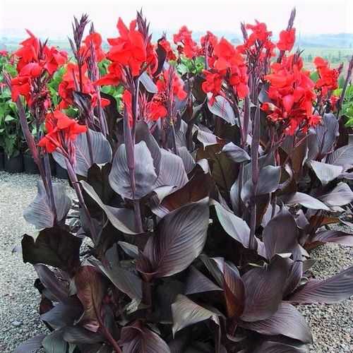 Best Types of Canna Lily Varieties 1