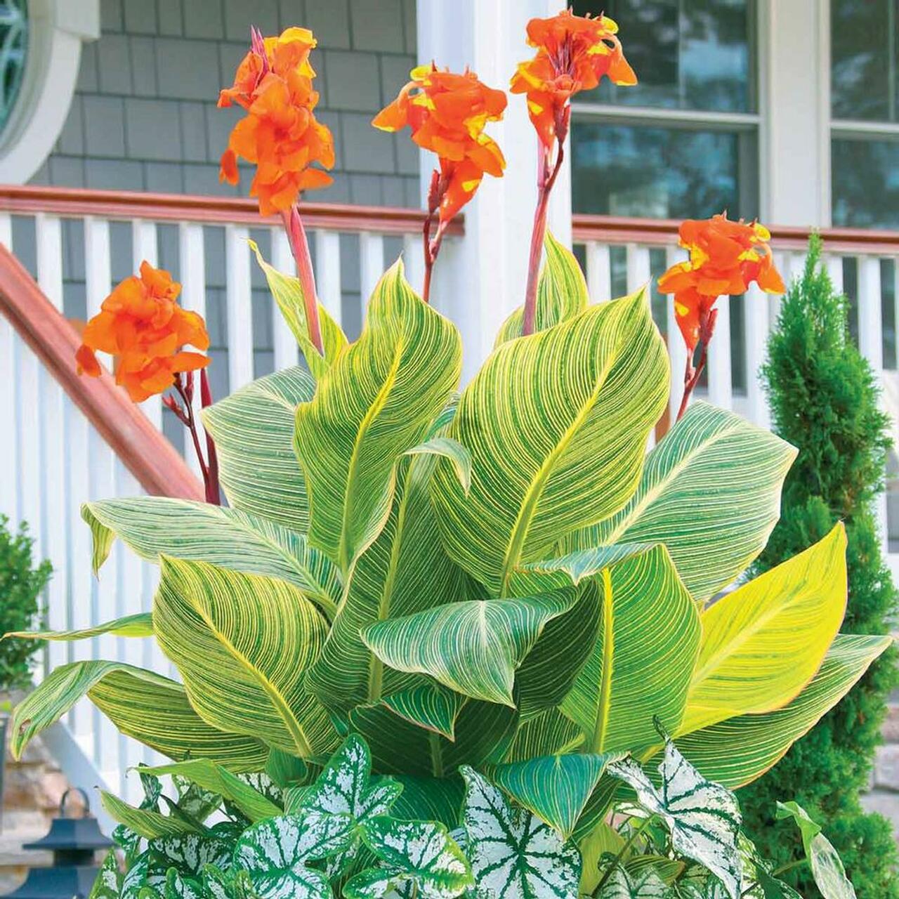 Best Types of Canna Lily Varieties  15