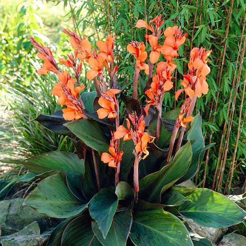 Best Cultivars of Canna Lily  18