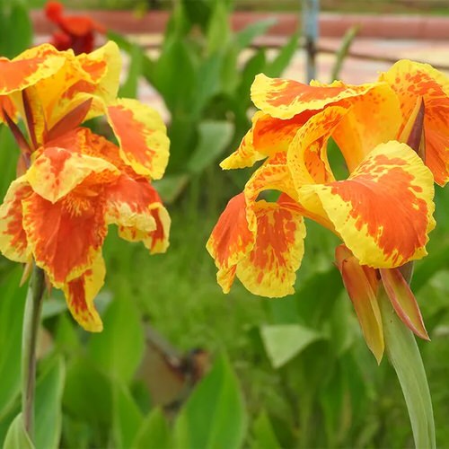 Best Types of Canna Lily Varieties  13