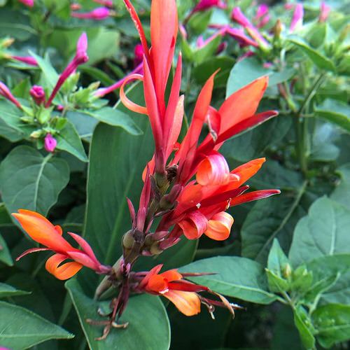 Best Types of Canna Lily Varieties  21