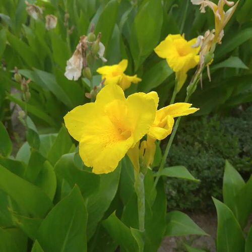 Best Cultivars of Canna Lily 22