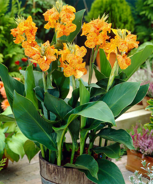 Best Types of Canna Lily Varieties  17