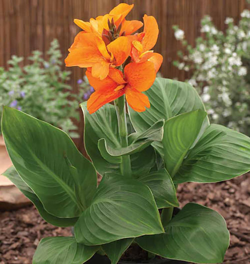 Best Types of Canna Lily Varieties  25