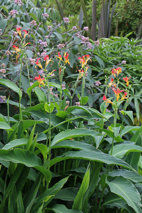 Best Cultivars of Canna Lily 26