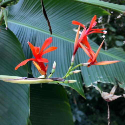 Best Cultivars of Canna Lily 30