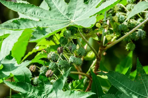 The Most Lethal Plants That Can Kill People