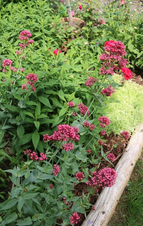 Plants That Can Survive a Drought 4
