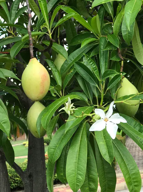 top Most Deadly Plants That Are Capable of Killing People