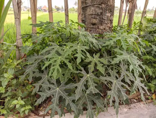 Plants to Grow in Your Tropical Edible Garden