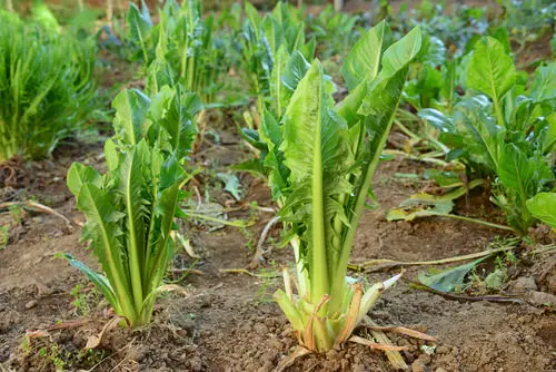 Root Vegetables with Edible Greens 14