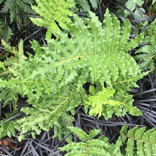 Ferns with Most Beautiful Fronds 5